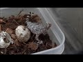 孵りたての赤ちゃんビブロンゲッコー 2･3匹目 Bibron Gecko Hatchling 2
