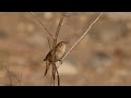 Nachtegaal - Luscinia megarhynchos - Nightingale