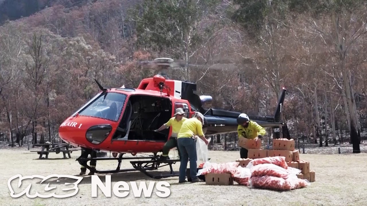 Australia Is Dropping Veggies From Helicopters For Starving Wallabies