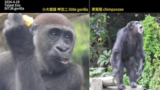 Gorilla D'jeeco family 吃 / dad 拿 Ringo 餅乾 / Tayari要Jabali一起進洞穴。Jabali 看對面 黑猩猩 2024-4-19 10:56-12:13