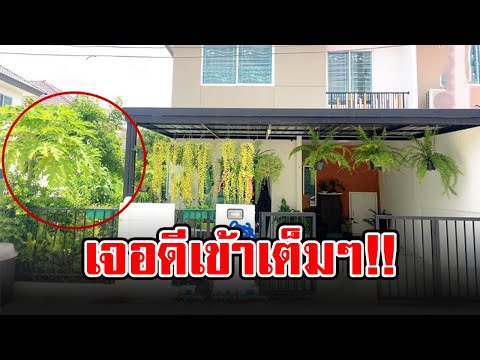 หนุ่มไม่สนคำโบราณ ปลูกต้นมะละกอไว้หน้าบ้าน นับวันรออาถรรพ์เข้าตัว สุดท้ายเจอดีเต็มๆ