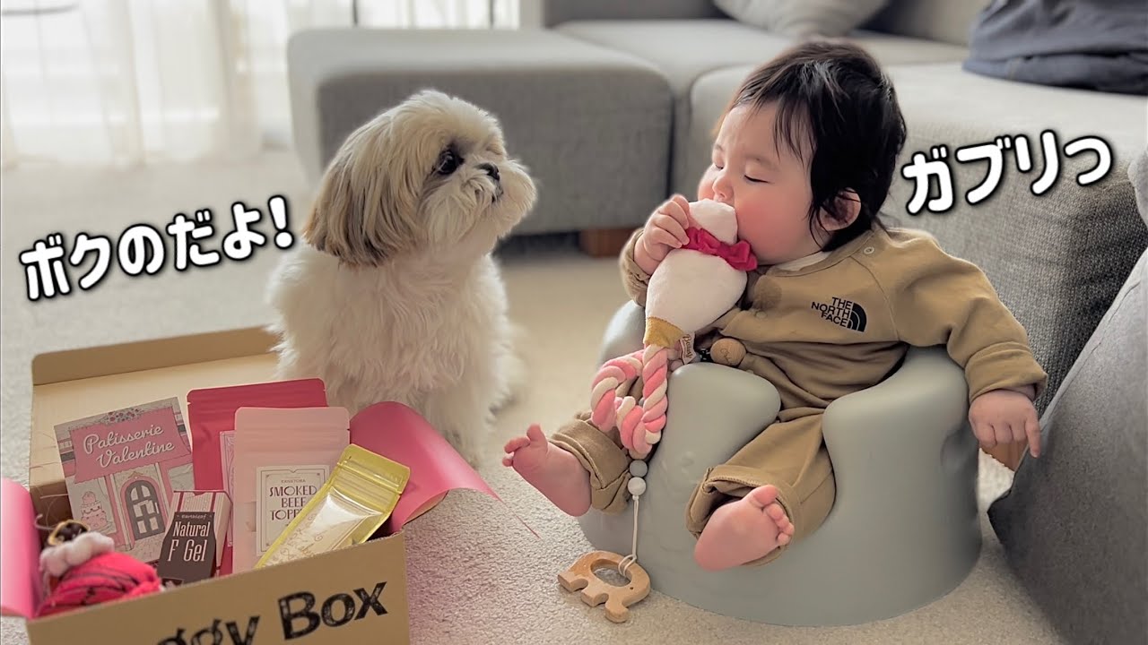 シーズー犬/はに丸】生後4ヶ月の息子と愛犬がおもちゃで遊ぶ