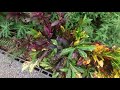 Capture de la vidéo Casa Madremonte En Longo Maï, Costa Rica