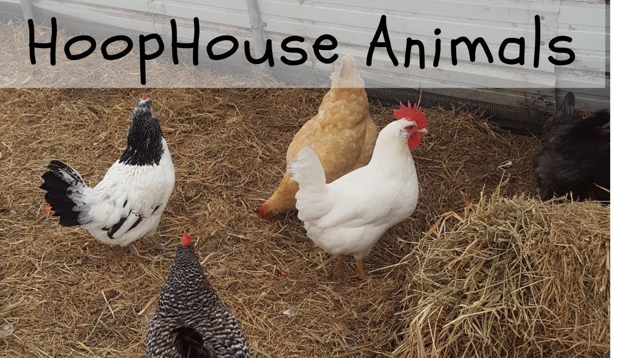 Pigs Chickens Kids And Cats All In The Winter Hoop House