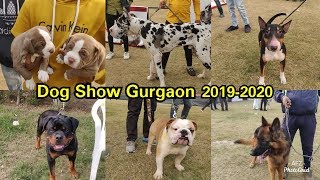 Dog Show Gurgaon 2020 || KENNEL CLUB OF INDIA || GURUGRAM KENNEL CLUB