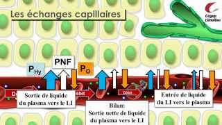 Échanges capillaires