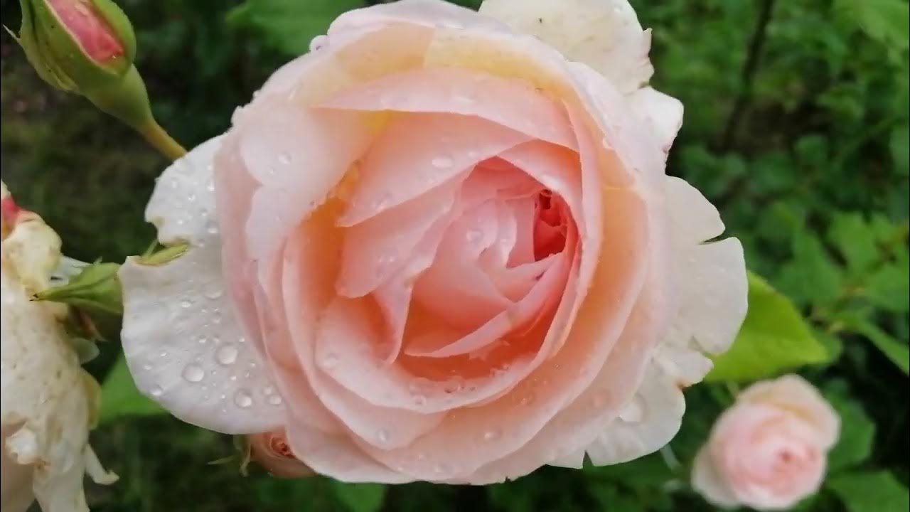 РОЗА ХЕРИТЕЙДЖ (Heritage). 29 июня 2023 года. УКРАИНА 🇺🇦 - YouTube