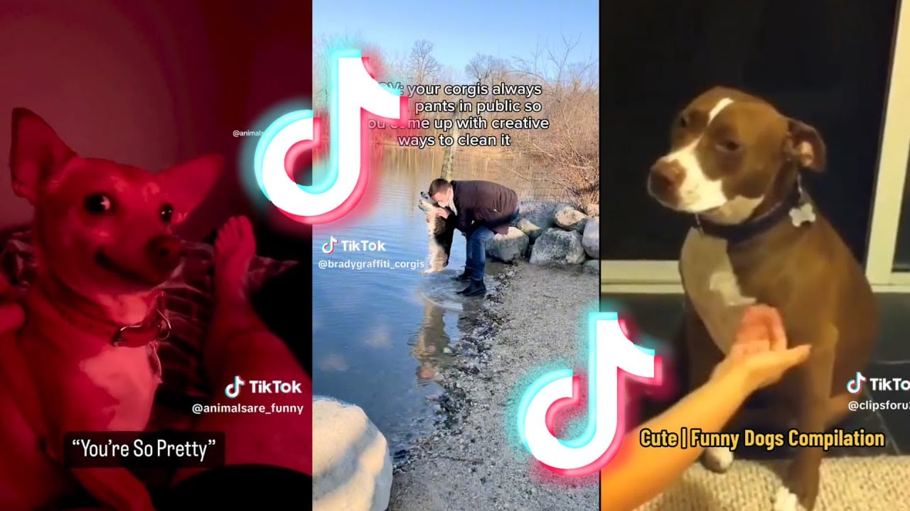 dogs-do-funny-things-the-best-of-september-2023-10-youtube