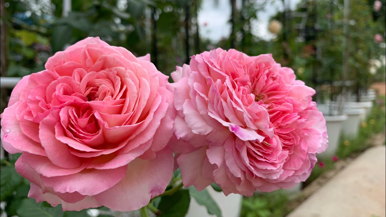 My Roses Ep.18 มาชมสวนเเละสาธิตฉีดกันเเมลง ตอบวิธีให้กุหลาบออกดอกพร้อมกัน #auberose #alexandrinerose