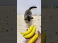 Funny cat Miu 💁‍♀️ Reverse beads Asmr #asmr #cat #chilldogreverse