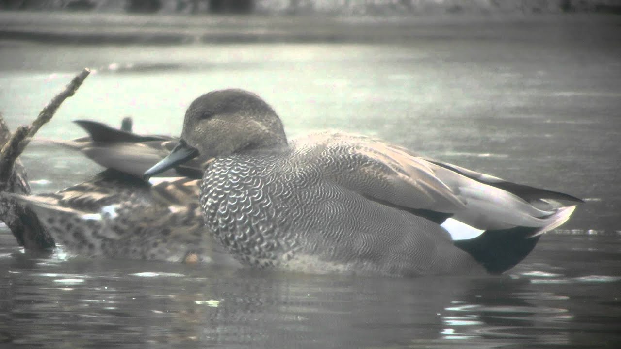 CANAPIGLIA (Anas strepera)
