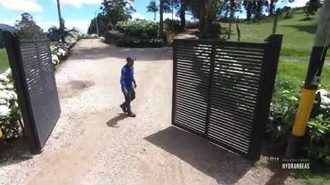 Galleria Hydrangeas - Farms