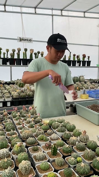 Tips Repotting Kaktus Agar Akar Tidak Mudah Busuk #kaktus #astrophytum #tanamanhias