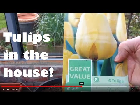 Is it worth growing tulips in a greenhouse?