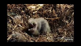 DH2 at Decorah eagle cam. 4\/18\/2023 explore.org