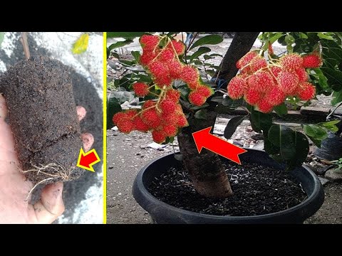 How to cuttings Rambutan to quickly grow roots 100% successful...