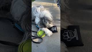 Bearded Collie Snoopy decides it time for ‘self service’ treats!