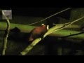 Red Panda cubs at Colchester Zoo on International Red Panda Day 2013