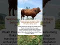 Wapres Gibran Sumbang 2 Sapi Seberat 850 Kilogram untuk Penyintas Banjir Aceh#videoshorts #shorts #.