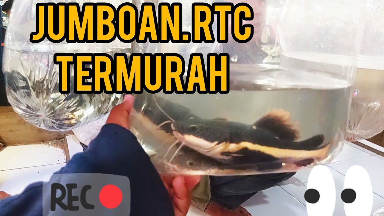 Update Harga Jumboan Ikan RTC Pasar Ikan Hias PARUNG - YouTube