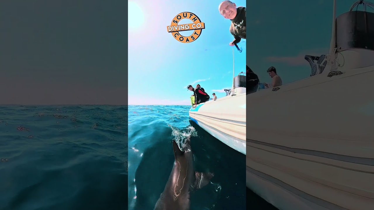Dive With Confidence | South Coast Diving Co. – Protea Banks, South Africa 🦈🌊