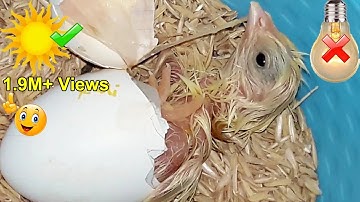 EASY EGG INCUBATOR WITH OUT ELECTRICITY  (SUNLIGHT) || DIY HOMEMADE INCUBATOR | YOU CAN DO THIS