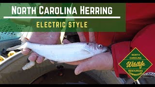 How to Electro fish for Neuse River Herring with NC Wildlife Fisheries Biologist!