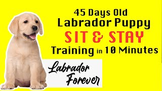 Sit,Stay Training for  45 days old Labrador  in 10 minutes tamil