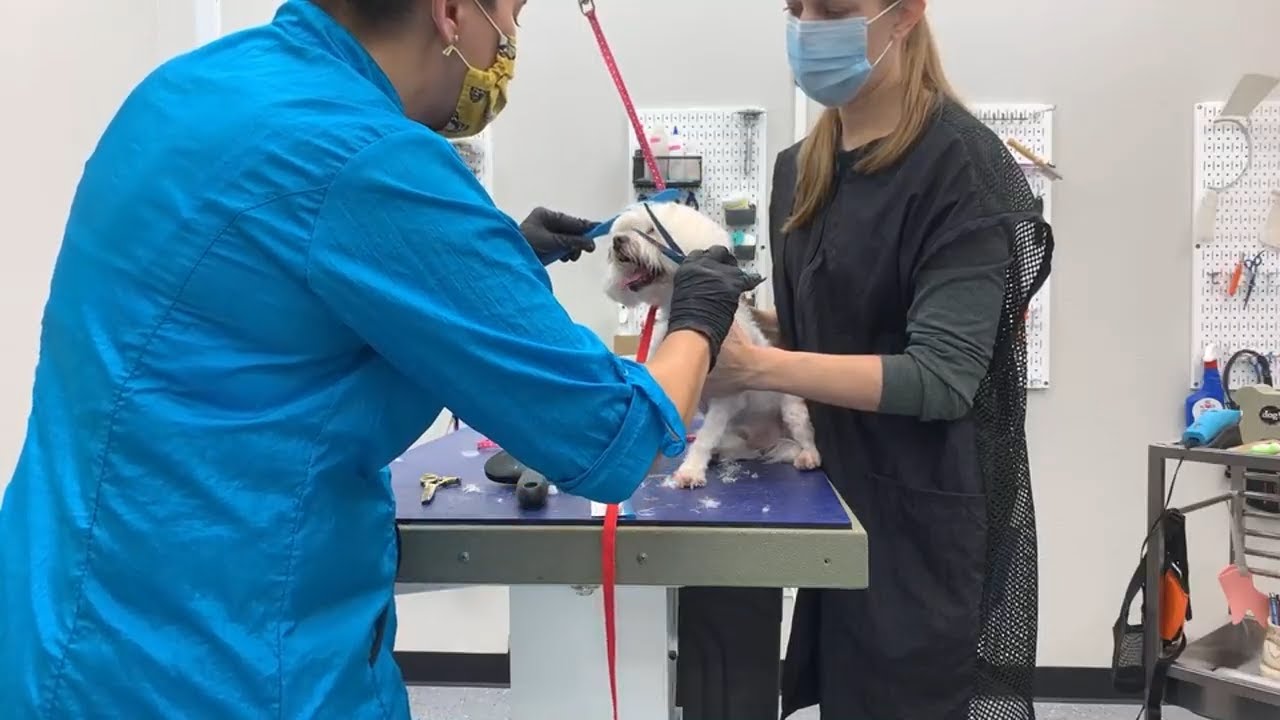 Grooming the most difficult dog YouTube