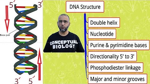 DNA Structure with Dr.  Sohail Jamil Qureshi l MDCAT Biology l AP Biology