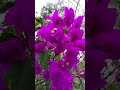 FLORES sobre rocas