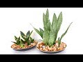 How to Make Snake Plant (Sansevieria) Home Decor for Living Room or Kitchen Center Table
