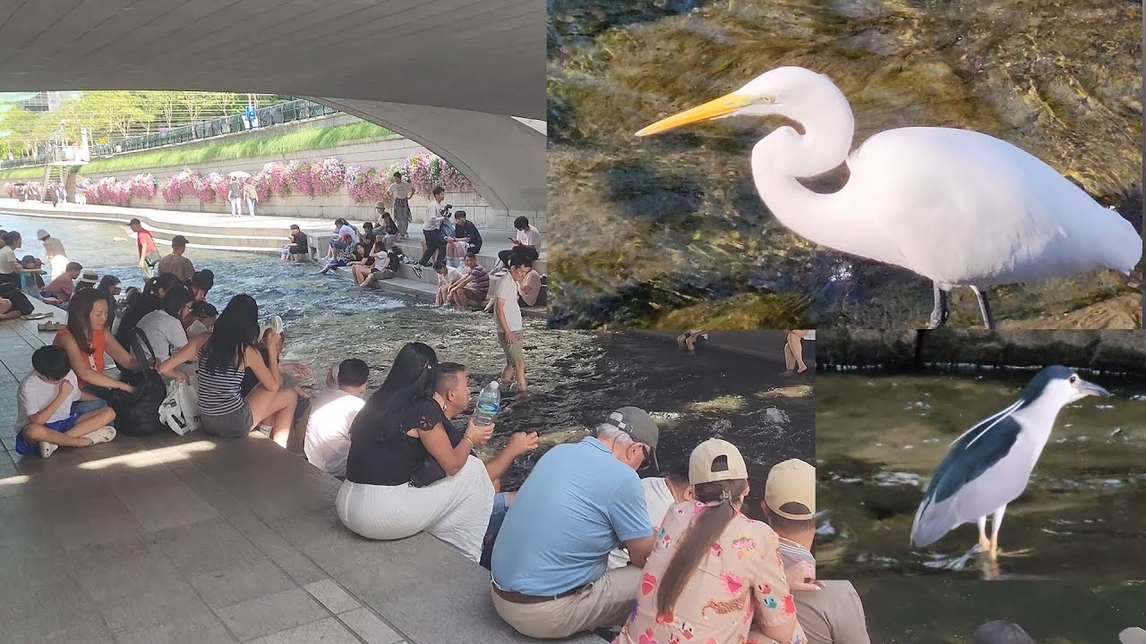 외국인들에도 인기 있는 청계천 늦 여름 놀라운 백로 왜가리 물고기 사냥/ 해오라기 Cheonggyecheon Heron and Egret