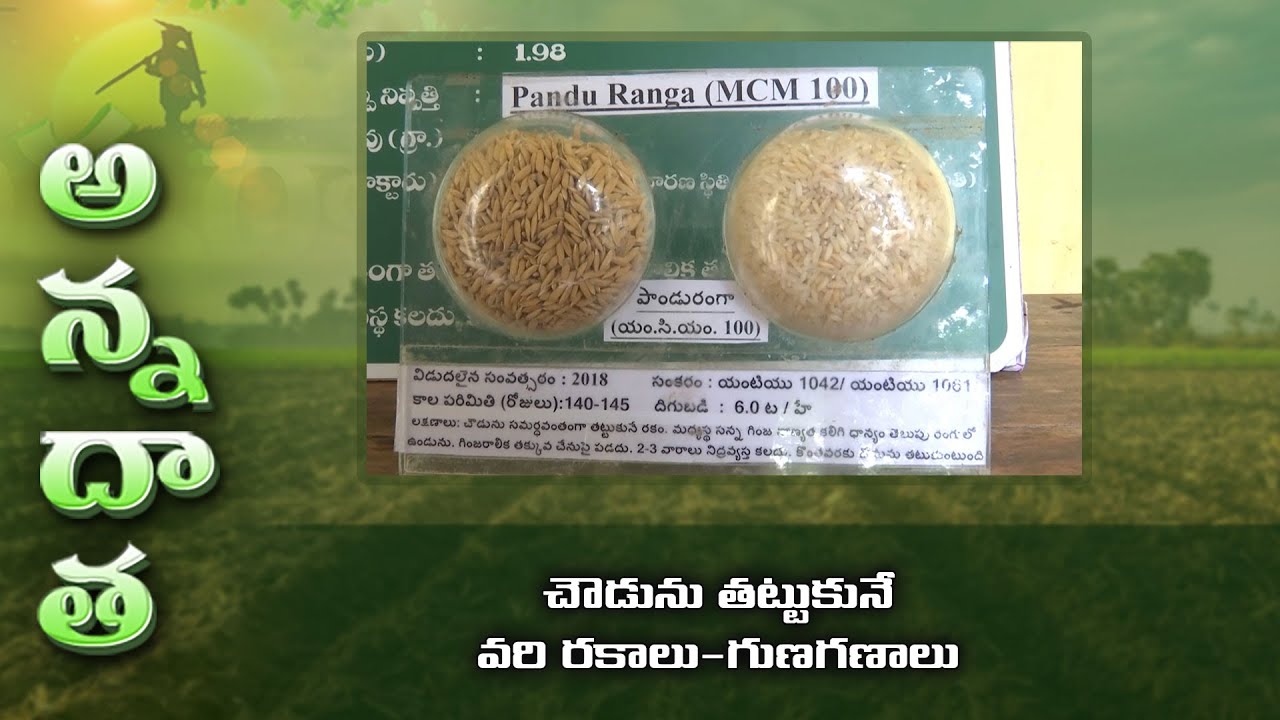 చౌడును తట్టుకునే వరి రకాలు గుణగణాలు | Paddy varieties for saline soils | ETV