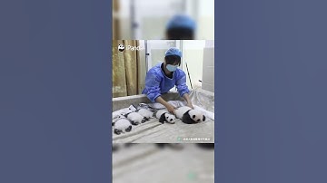 Can I Help Her Arrange Baby Pandas? I’m Very Organized  | iPanda #shorts