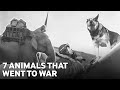 What did animals do at war? | Top 7 animals on the battlefield over 100 years