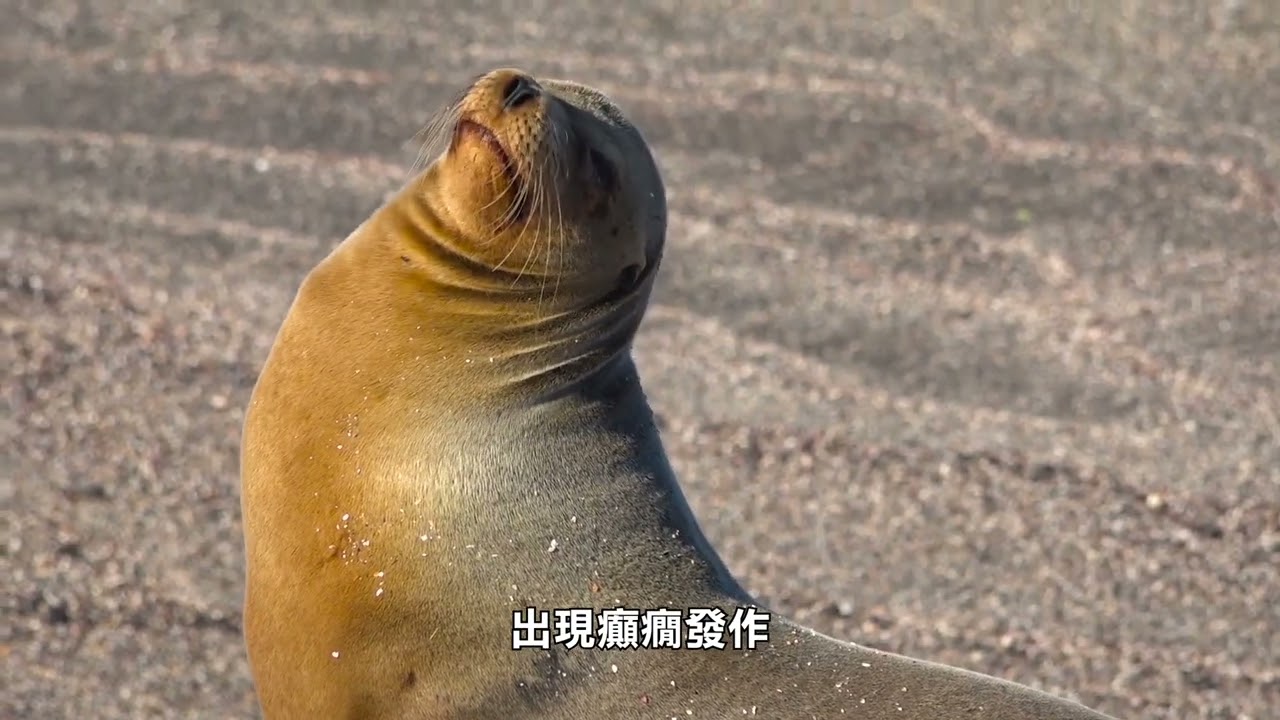 【天下新聞】南加州: 謹防海獅攻擊 遊客切記遠離 