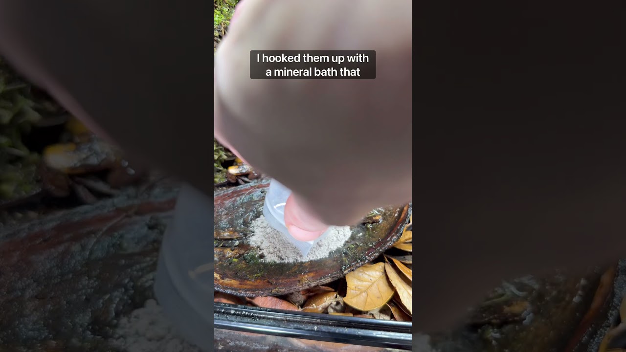 Major Upgrade! 🐸 🏠 