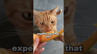 Never ignore the expert's advice!! .#cat