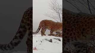 Дальневосточный леопард — редчайшая кошка планеты (всего 125 особей) 🐆