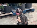 3 Year Old Pit Bull 3 Year Old Pit Bull