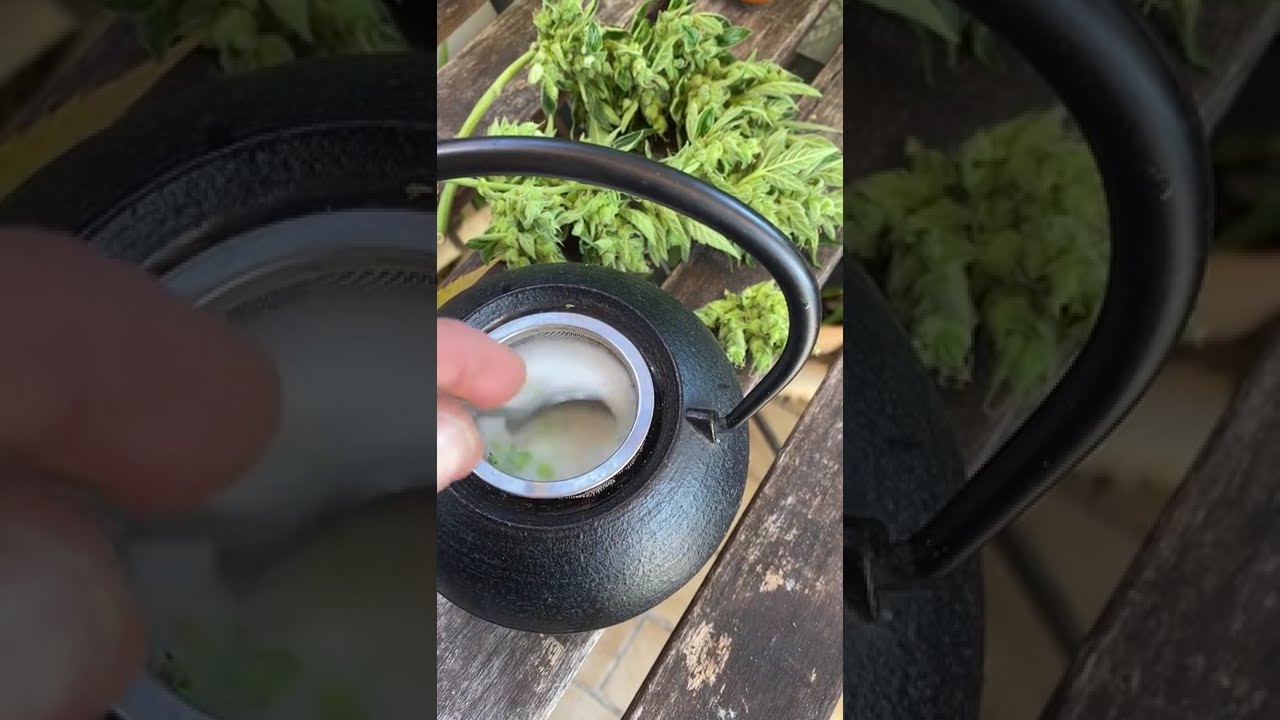 🍓 TB Strawberry Haze Auto by The Bulldog Seeds  