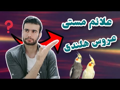 تصویری: آیا شهرستان هلندی باز است؟