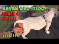 NO BALLS? ONE BALL? ASAN ANG ITLOG AMERICAN BULLY DOG | DON RAIDER VLOG 148