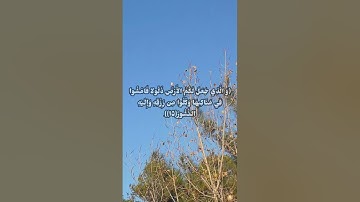 سورة الملك (١٢-١٨)  ابراهيم الحق