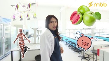 Biotechnology Undergraduate Programme at Molecular Biotechnology & Bioinformatics PSU (ENG subtitle)