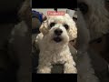 #rnkdoggo rilak getting the hang in speaking up!