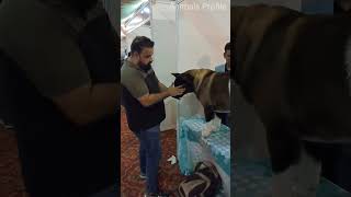 Akita Dog  Royal Breed | A Japanese Dog | Chennai Dog Show 2024 | Animals Profile