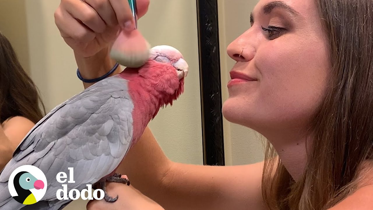 Ave quiere hacer todo lo que hace su mamá humana I Almas Gemelas | El Dodo
