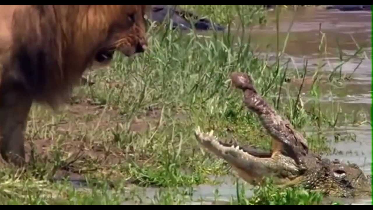 Resultado de imagen de leon y cocodrilo peleando